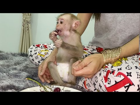 Adorable baby boy sit eat Grapes with mom