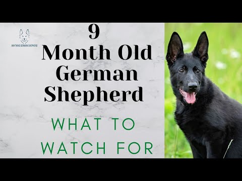 9 Month Old German Shepherd (What To Watch For)