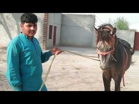 most popular horse video.horse video.horse market.(@Syedhorseofficials ) horse for sale in pakistan.horse