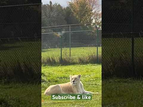 African lion safari @skmkvlog 😍😍