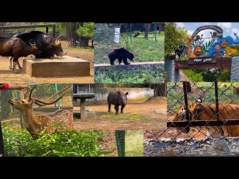 இந்த Summer leave ல குழந்தைகளுடன் கட்டாயம் சுற்றி பாருங்க | Vandalur Zoo 2023 | chennai zoo