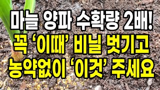 마늘 양파 수확량 2배로 늘려줄 비닐 벗기는 시기와 웃거름, 병충해 방제 방법