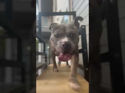 Get active #puppy #dogtreadmill #fyp #shortsviral #training #viral #amercianbully #shorts