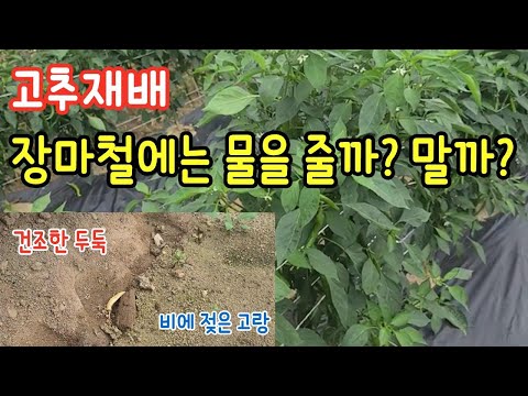 고추재배.. 장마철에는 물을 줄까? 말까?