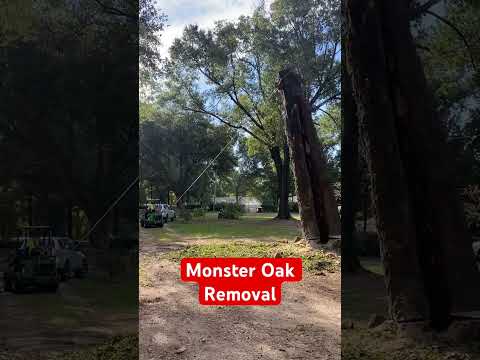 Monster Oak Log Drop #treeremovalnearme #paceflorida