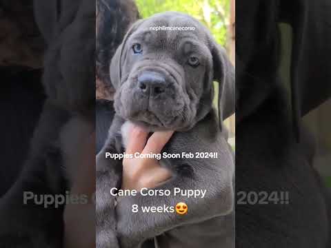 #canecorso #canecorsopuppies #bluecanecorso #italianmastiff #largebreed #corso