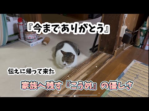 『こうめ』から家族へ優しさ一杯の最後のありがとう。