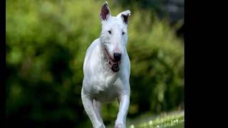 Bull Terrier Dog Breed Images