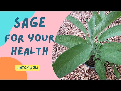 Important Medicinal Health Benefits of Sage