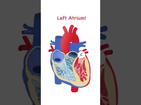 Heart Anatomy Quiz: Test Your Knowledge Now!