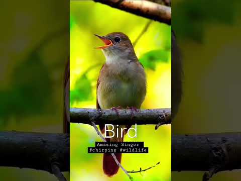 Singing Bird | Beautiful Voice  🥰💕😘🐦🕊️ #shortsfeed #shortsvideo #shortsreels #shorts #ytshorts #reel