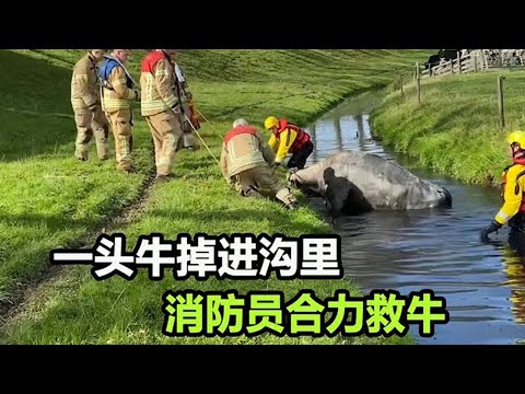 一头牛不慎掉进沟里，消防员合力“拉”牛，太不容易了