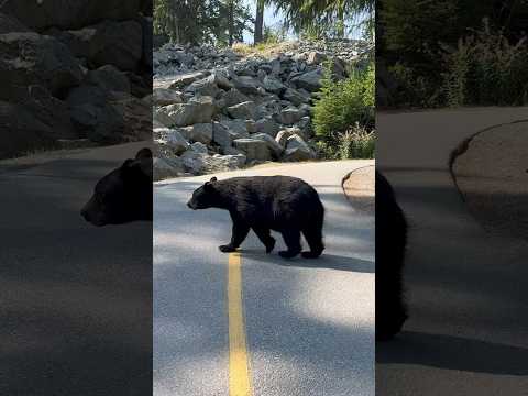 Close bear encounter! #wildlife #nature #blackbear