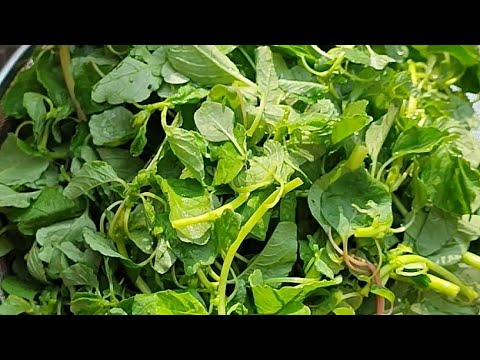 chaulai saag recipe/ चौरई साग की सब्जी|#kirancookingforyou #shorts