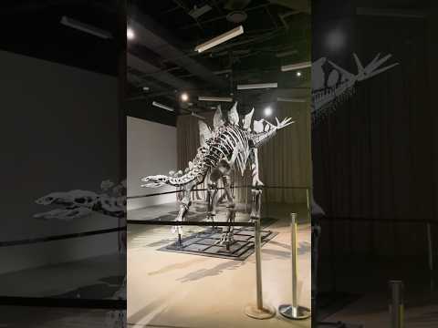 Meet Apex: the largest Stegosaurus ever discovered