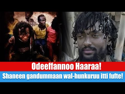 Odeeffannoo Haaraa! // Shaneen gandummaan wal-hunkuruu itti fufte!