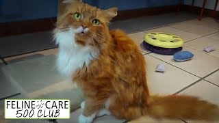 Feline Care 500 Club May 2022