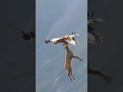 A Mountain Goat Was Preyed Upon By A Formidable Eagle || #eagles #wildlife #trending #shorts