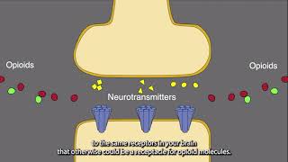 Animation   How Naloxone Works