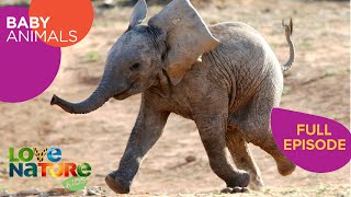 Too Cute To Handle: Baby Elephant, Gorilla, Bison | Baby Animals 101