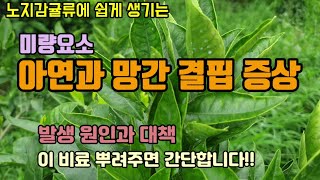 감귤류 미량요소 아연(Zn)과 망간(Mn) 결핍 증상과 미량요소비료 야라비료(야라밀리)로 간단히 결핍증상을 해결하였습니다.