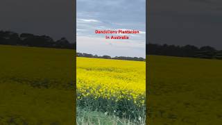 Dandelions Plantation in Australia #trendingshorts #dandelions #canola #canolaflowers