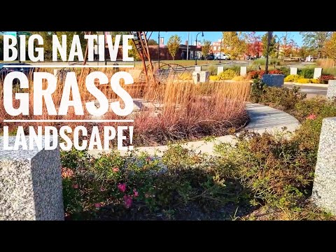 Big downtown native grass landscape tour