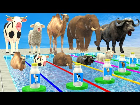 Don't Choose The Wrong Milk With Mystery Pool Challenge Elephant, Cow, Sheep, Camel, Buffalo Animal