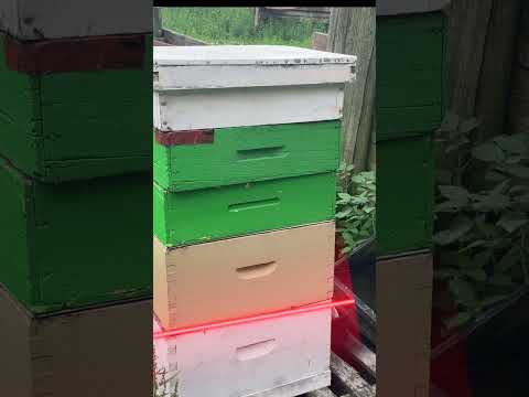 How To DOUBLE Your Honey Yield!