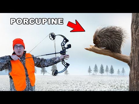 I Hunted a Porcupine With My Bow