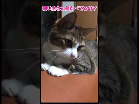 しゃべるネコ　Talking cat　#Shorts