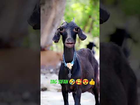 Tag Sifan Name Wali Funny 😅🤣😂 Video || Shahab Khan Vloger || #viral #funny #comedy #shortfeed