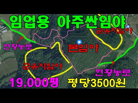 정선 산골의 임업용 아주싼임야~19,000평 평당3500원 임산물재배용/정선임야/산약초재배용임야