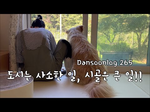 SUB 단순로그265 도시에서는 사소한 일이 시골에선 큰 일이 되는 일상 vlog