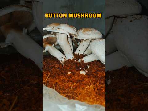 Mushroom koh nai todogeh toh kya hoga mushroom farming in India #shorts #mushroomfarming