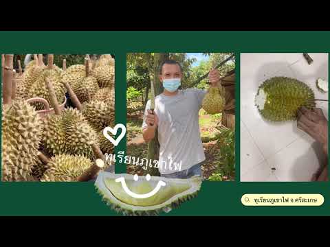 สวนทุเรียนศรีสะเกษ แหล่งทุเรียนภูเขาไฟ!! ไม่แพ้ชาติใดในโลก