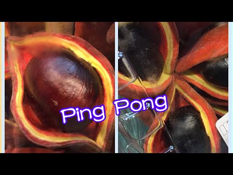 Ping Pong 鳳眼豆 ( 果 ) ~ 簡單吃法