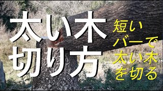 木の切り方・太い木・短いバーでの切り方・35cmガイドバーのチェンソー（マキタMDE350）で太さ55cmの大径木を切る！大きな木を短いバーのチェンソーで、安全に切るための手順をイラスト解説。