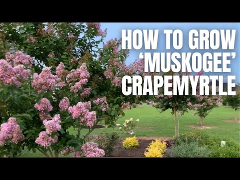 How to Grow 'Muskogee' Crapemyrtle