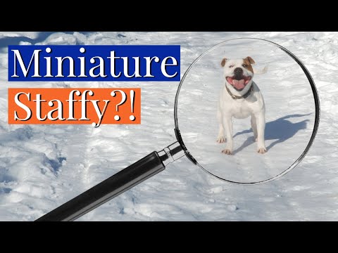 MINI STAFFY: What is the Smallest Staffy?