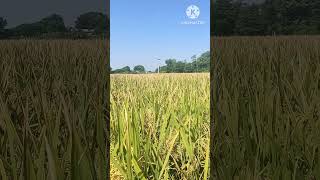 NATURAL RICE FARMING 🌾 #rice #natural #realfarming #nature