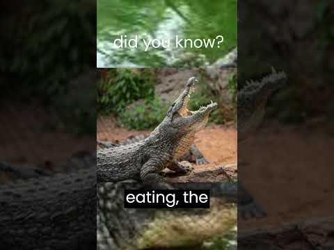 The REAL Reason Crocodiles 'Cry' While Eating Will Blow Your Mind! #facts #crocodiles tears #myths