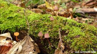 Mushrooms in the small woods in early Autumn