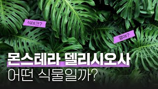 몬스테라🌿델리시오사 vs보르시지아나 / 키우는 방법 / 식테크💰