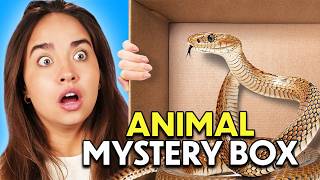 Guess The Animal In The Mystery Box!