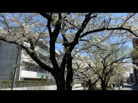 桜🌸　Cherry Blossoms in japan 🌸2021