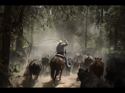 Real deal rugged cattle drive in the Idaho Mountains at McGarry Ranches.