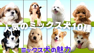 【最新！人気ミックス犬10種】どのミックス犬が飼いやすい？性格からしつけまで丸っと解説。