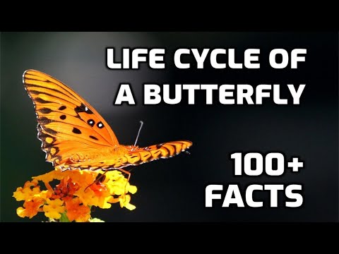 Butterfly Life Cycle - 100 Amazing Facts, Beautiful Butterflies🐛🦋