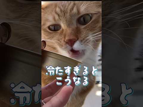 『キンキンのちゅーる』冷たすぎてキーンてなった。 #shorts #猫 #cat